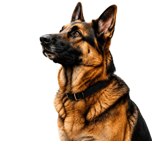 Iftikhar Dog Training - German Shepherd